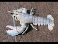 Homard Blanc Homard Blanc