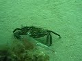 Trefor Pier Dive 2007 Trefor Pier Dive 2007