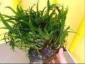 microsorum narrow leaf microsorum narrow leaf