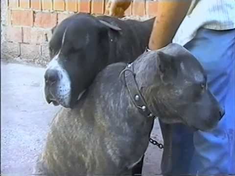 cane corso