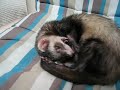Washing face ferret Washing face ferret