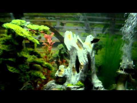 how to dye aquarium gravel