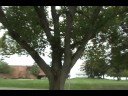 How to ID Fraxinus pennsylvanica