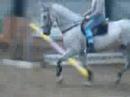 Suggie trotting