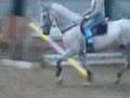 Suggie trotting