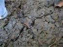 Blind snake 2