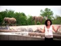 Tourisme Ontario - Upper Canada Village - Toronto Zoo