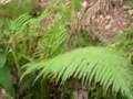 Lumbia waterfalls, Looc, Romblon, Philippines