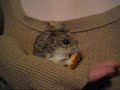kashi devours a cheez it 