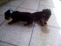 videos de Yorks 1ª cria da Ritinha do Chameguinho