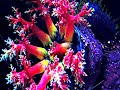 Pseudocolochirus violaceus (Seeapfel)