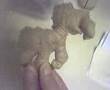 Ã¨â€“â€˜Ã©Â¤â€¦Ã§ÂÂ¸Ã¯Â¼Å¸ Animal GingerÃ¯Â¼Å¸