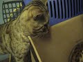 Goldie gives birth to two kittens, December 01.06.