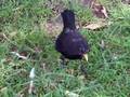 videos de Blackbird Next To Sainburys, By The Welland