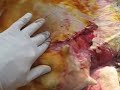 Veterinar in Romania 1