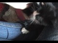 Our first day with our new kitten!