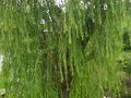 蘇州盤門景區 - 老婆婆老公公在唱歌