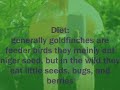 The GoldFinch (Short Documentary)