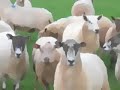 Sheep May Safely Graze Sheep May Safely Graze