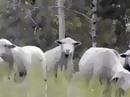 Sheep May Safely Graze