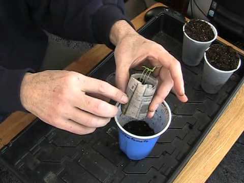 how to transplant pepper plants