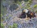 Aggressive Eaglet