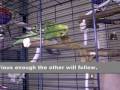 Training Your Budgie(s)