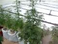 Plantas 20.12.09.MPG