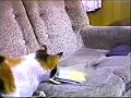 Dir en Grey - kyo playing with a cat Dir en Grey - kyo playing with a cat