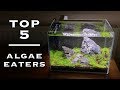 Best Algae Eater For Small Aquarium