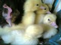 Emo Duck Emo Duck