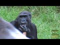 Meet Our Gorilla Troop