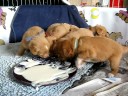 Daintree Duck Tollers- First meal of puppy gruel