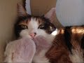 猫、いつもいっしょ - Cat with a Toy