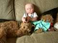 Airedale