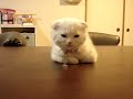 Scottish Fold??ZZz????? Scottish Fold??ZZz?????