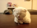 Scottish-Fold-ZZz