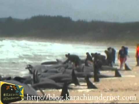 58 ballenas piloto murieron en una playa de Nueva Zelanda