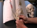 Overview of Carpals and Digits of Hand