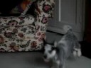 cattle dog and boarder terrier do a figure 8