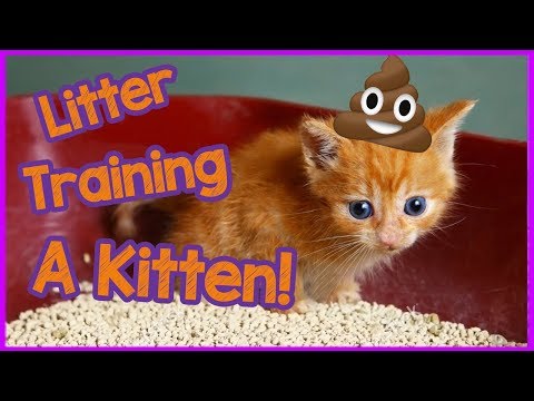 How To Litter Train A Kitten FAST - Kitten Care 101!