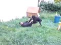 Gamele de ouf de Cedric Gamele de ouf de Cedric