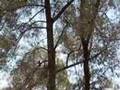Airedale Terrier video