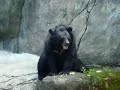 Masterbating Bear