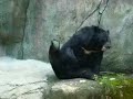 Masterbating Bear