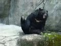 Masterbating Bear