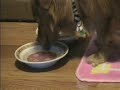 Dog eating Dog eating
