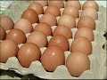 Spooning with Chicks - You Tube