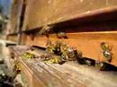 Bees in Spring, Bienen im Fruehling Bees in Spring, Bienen im Fruehling