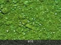 Corrupt Cosmetics - Gregarious Greens (#16-#20)